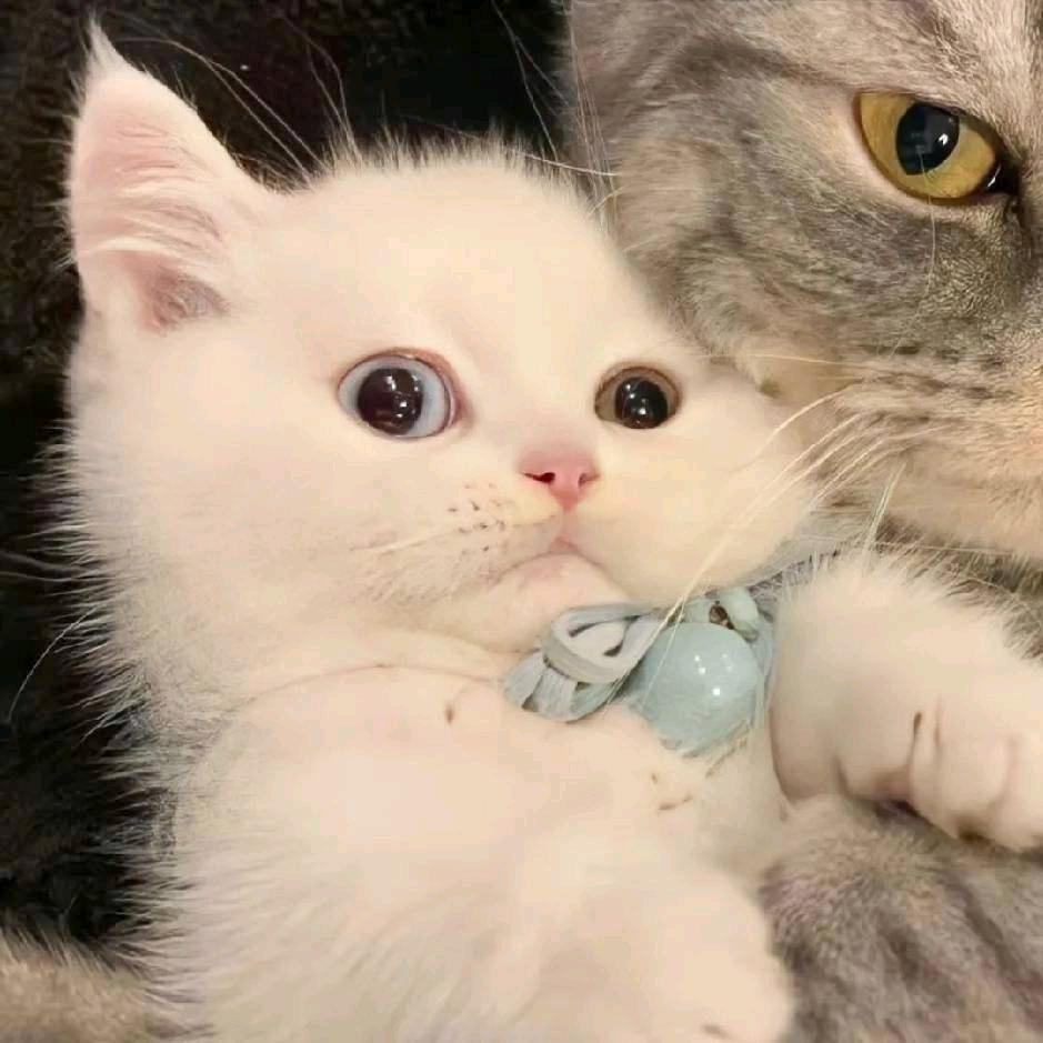安静的猫猫