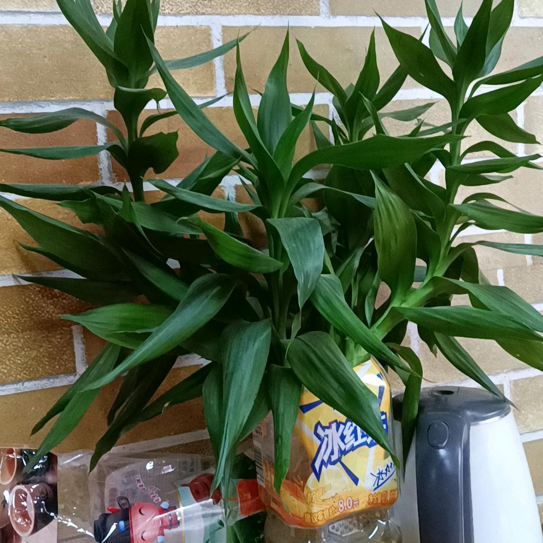 我要过得比你好