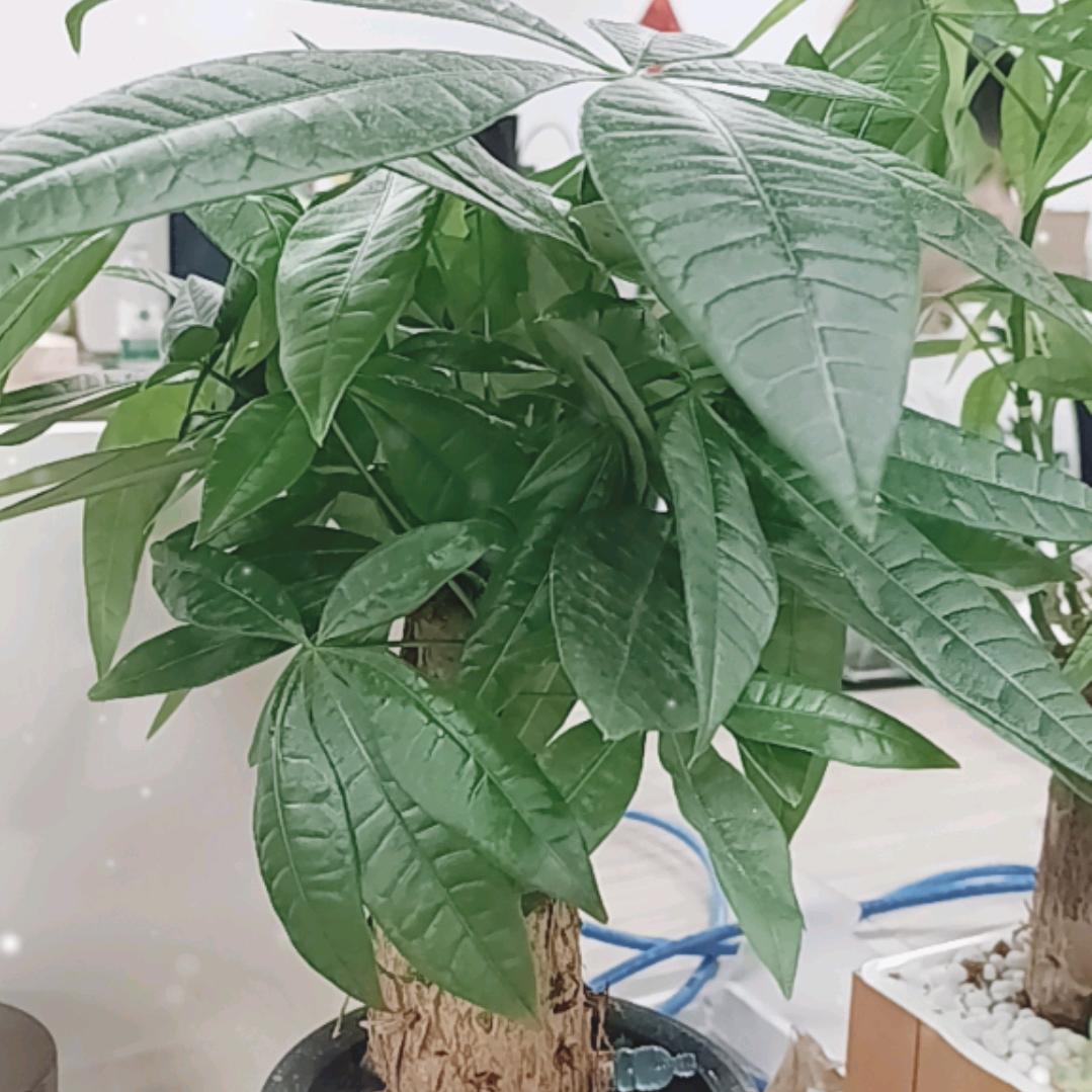 锦鲤
