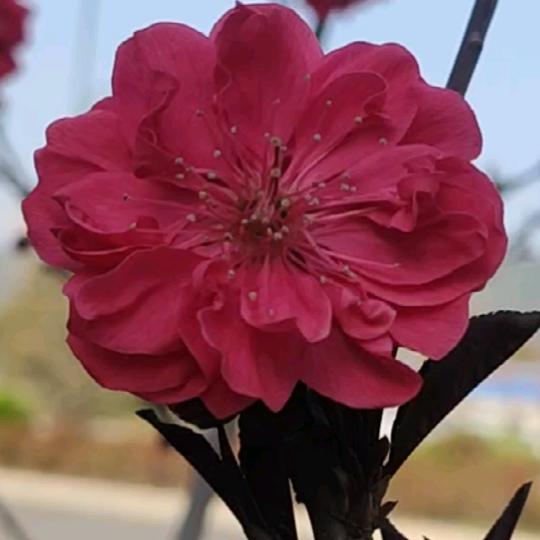 ღ᭄💞吉星ξ高💞赵໑ຼ₀₂5