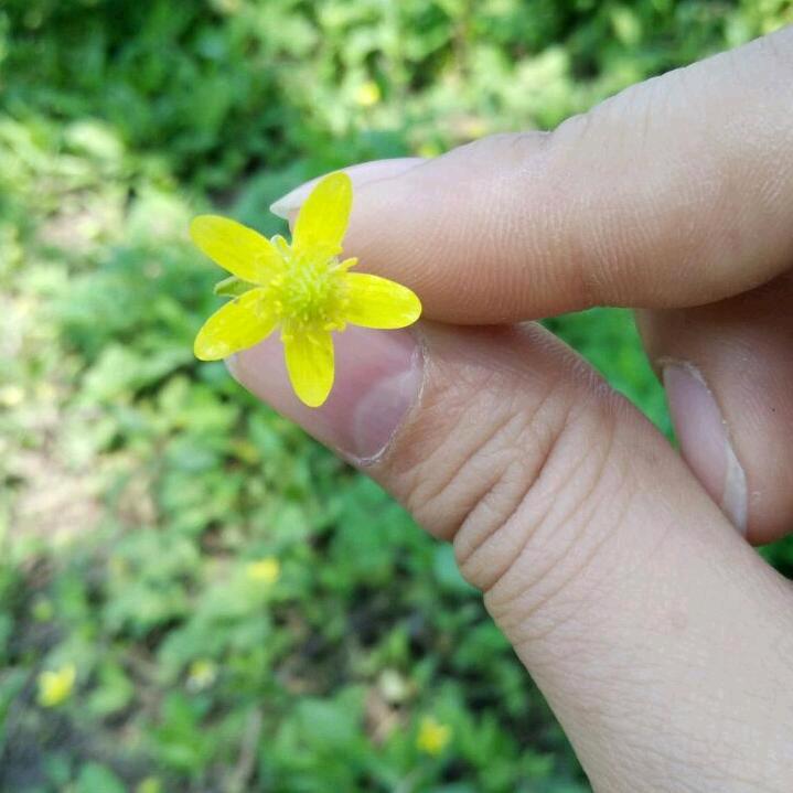 心雨