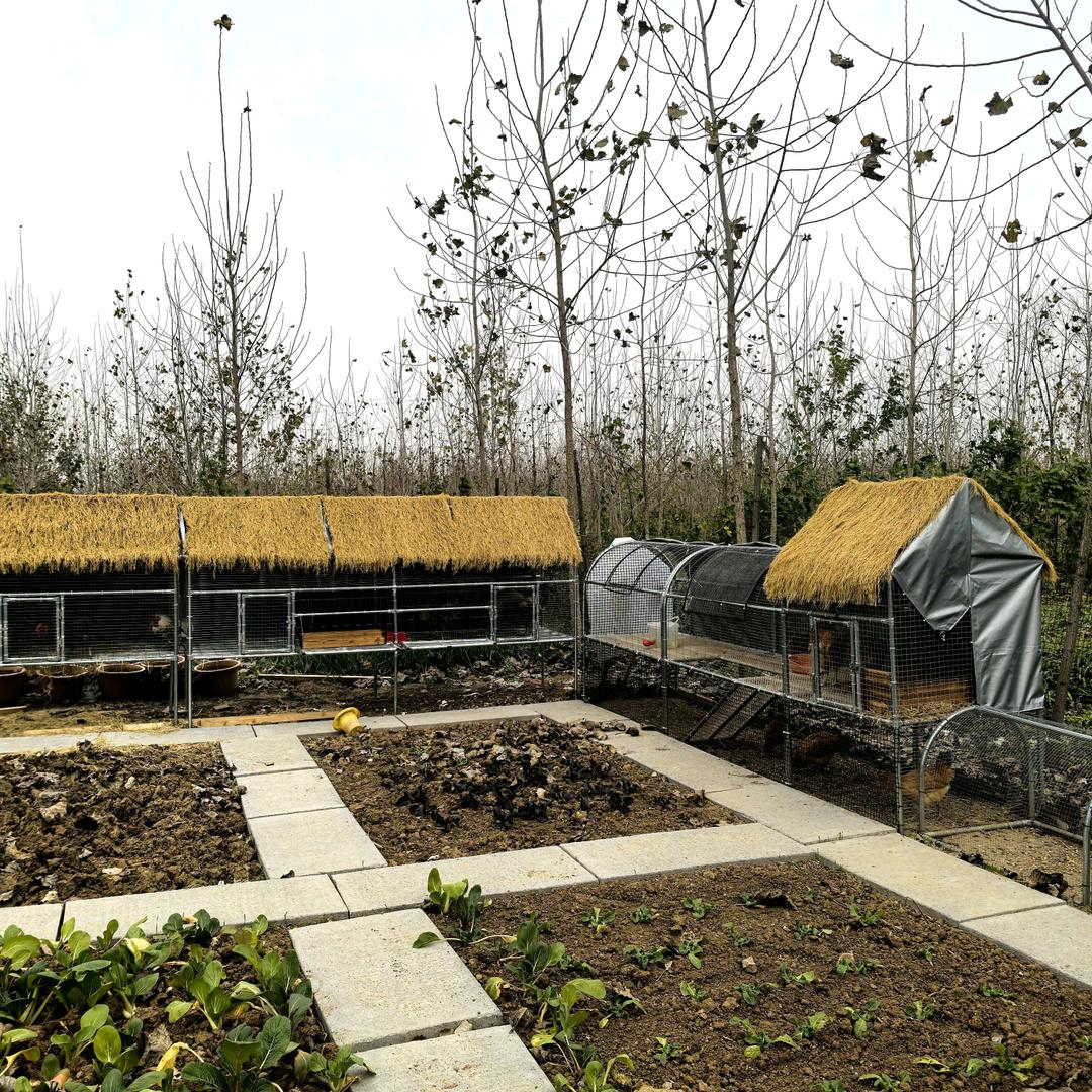 跑地鸡笼别墅厂家