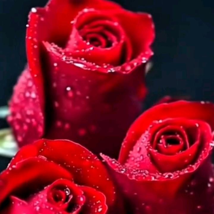 🌹🌺🍒紫玫瑰🌺🍒🌺