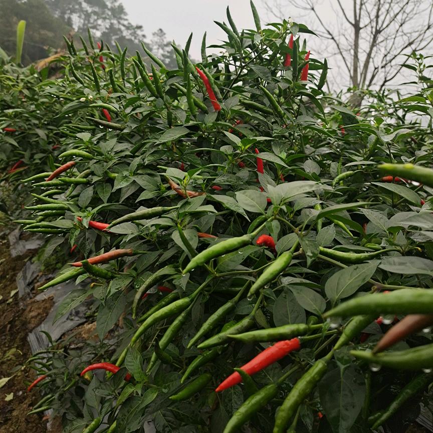 老陆农业守护（大田管理）