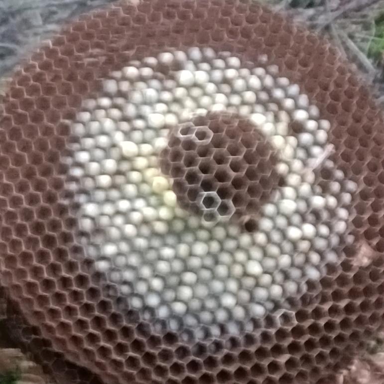@专业处理蚂蜂