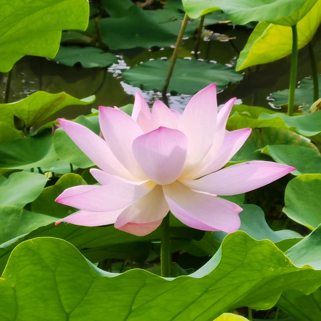 🌸静待花开🌸