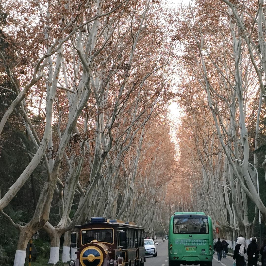 小橘子...