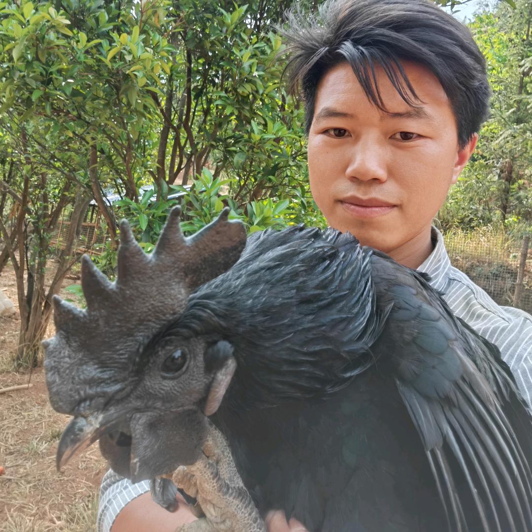 乌凤田园（普安乌金鸡）