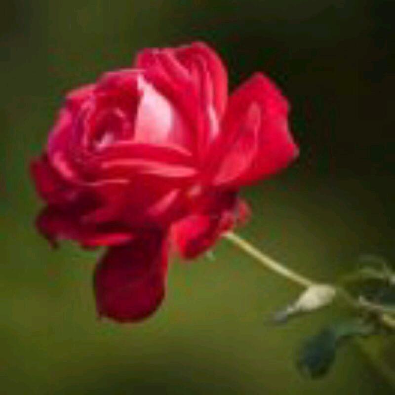 张文菊