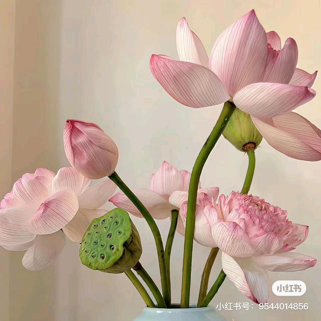 淡墨青衫🌼🌼