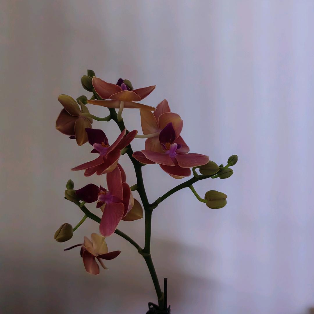 雾里看花