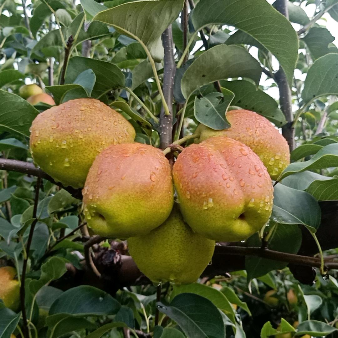 红香酥梨专业代销代购