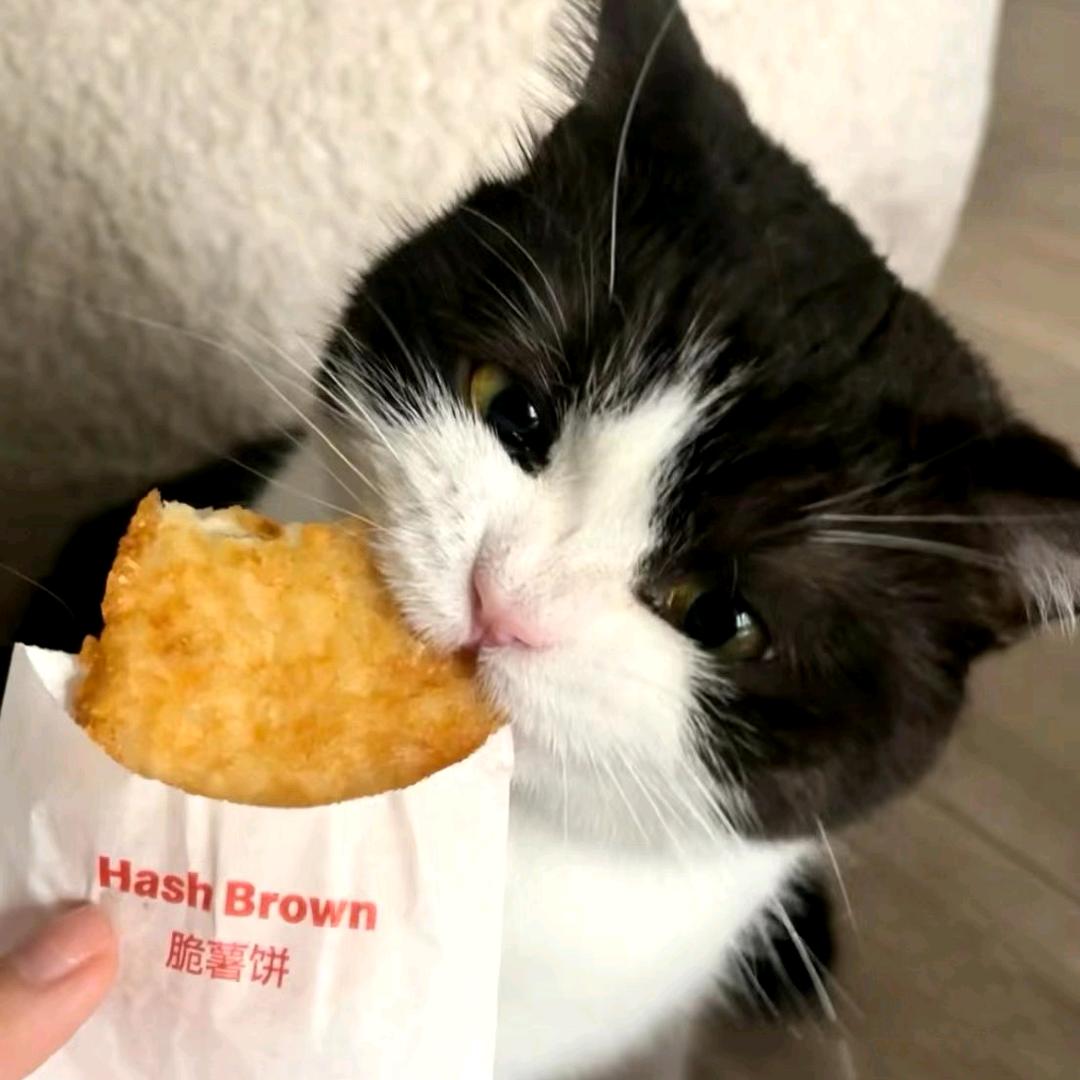 赞美愚者