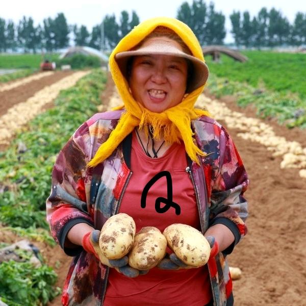 种土豆的胖胖