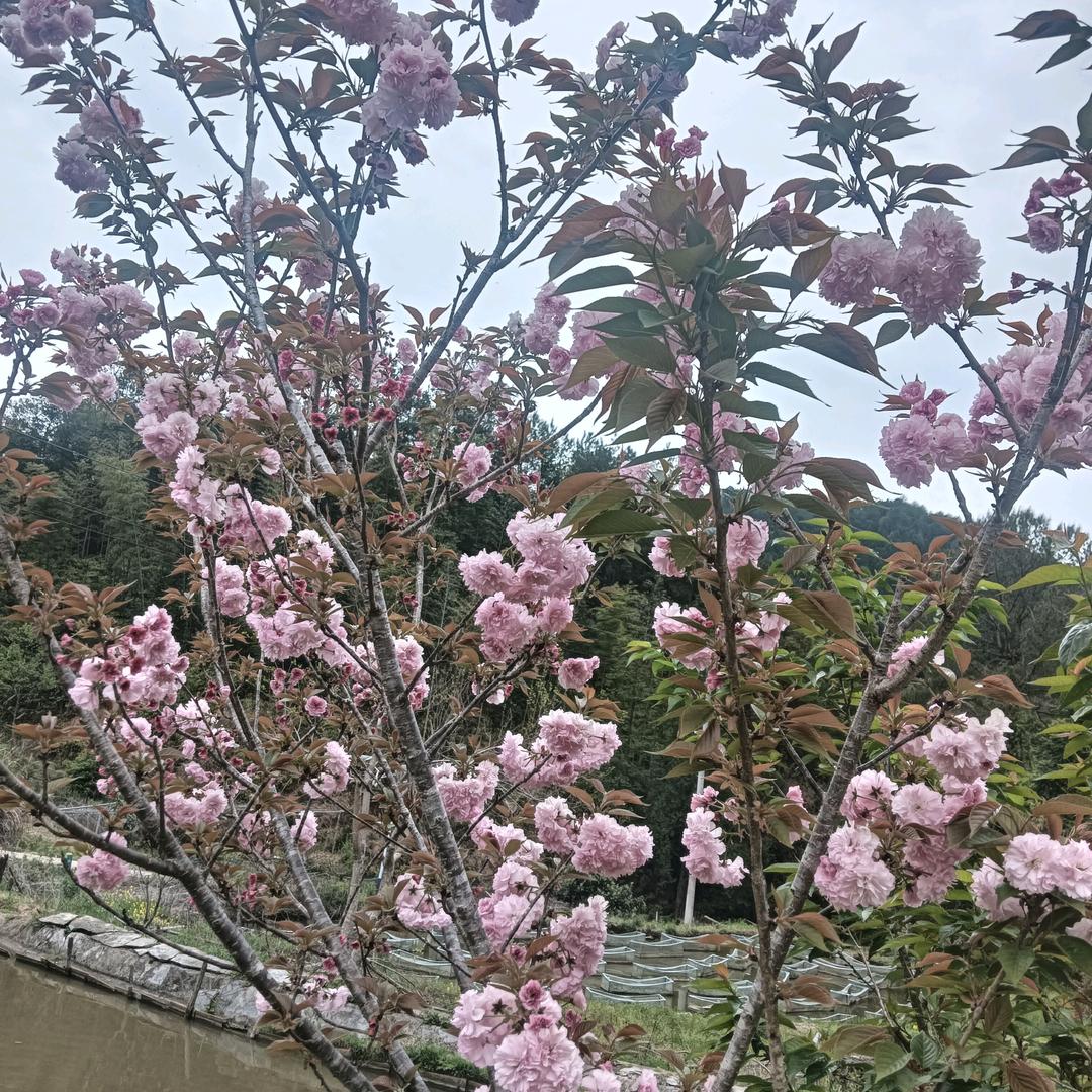 宁化家亿房产小雷