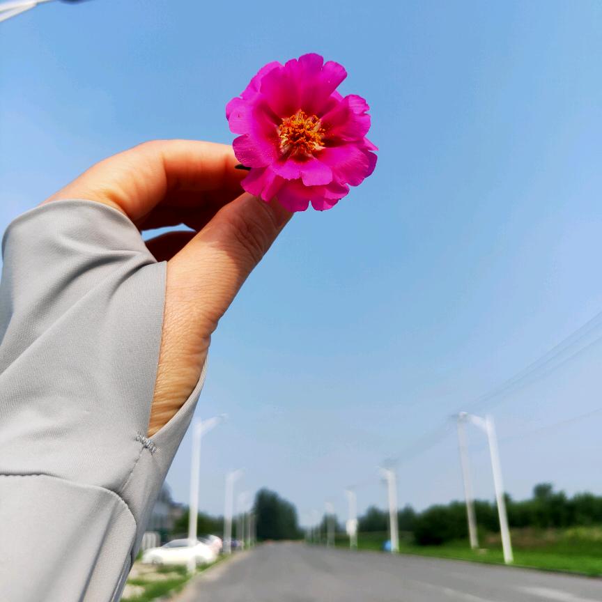 芙蓉🙏