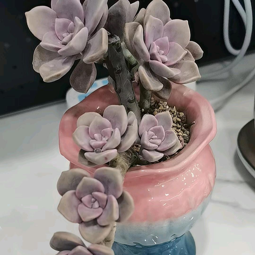 萍水相逢🍎