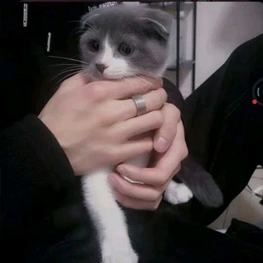 白术