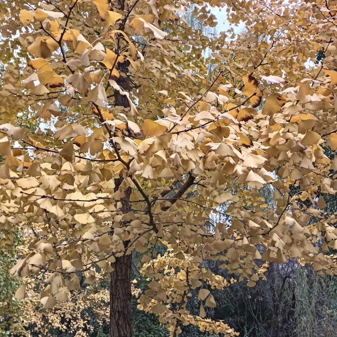 梅花依旧