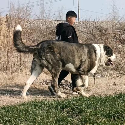 龙城中亚猛犬✨