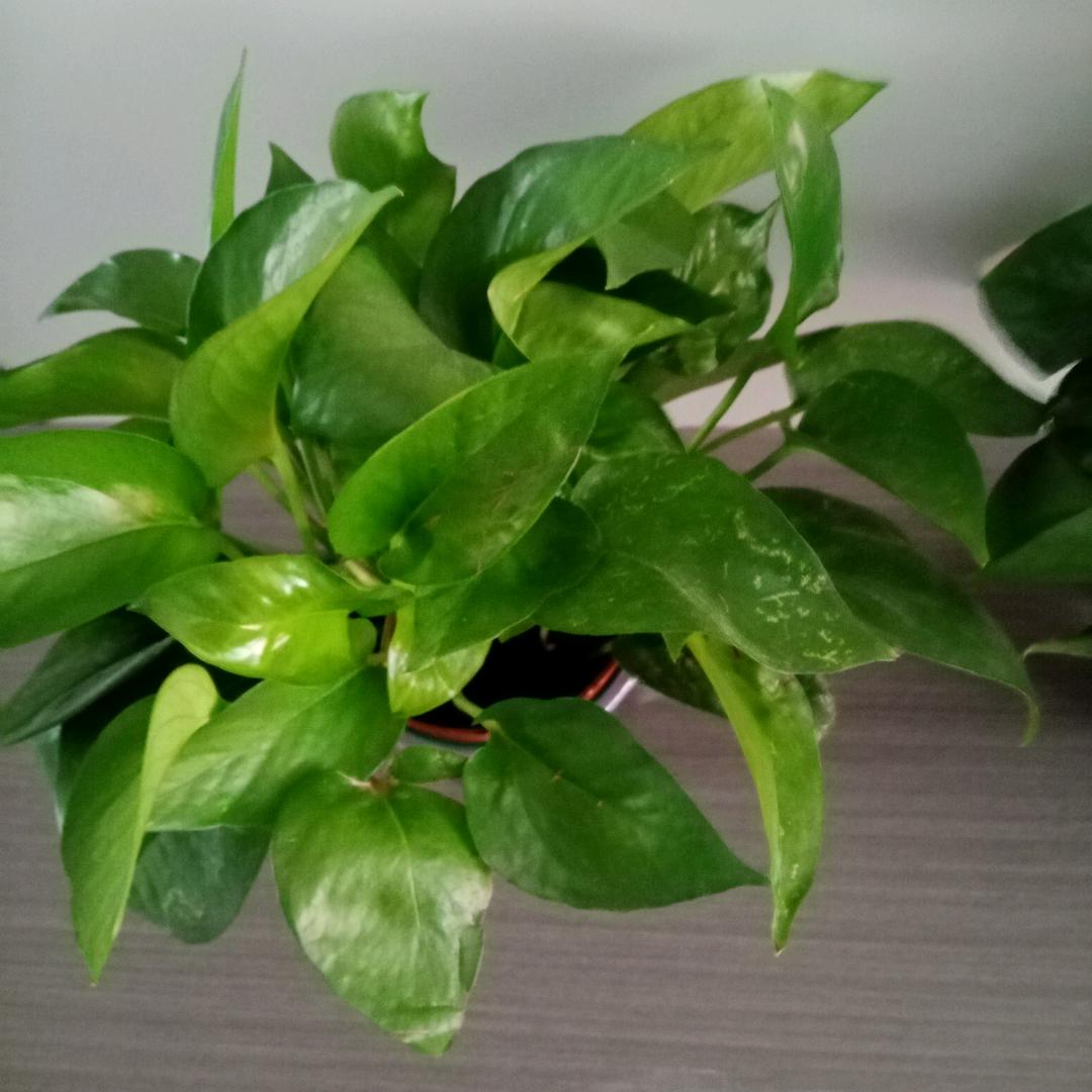 人生如梦，人生如梦