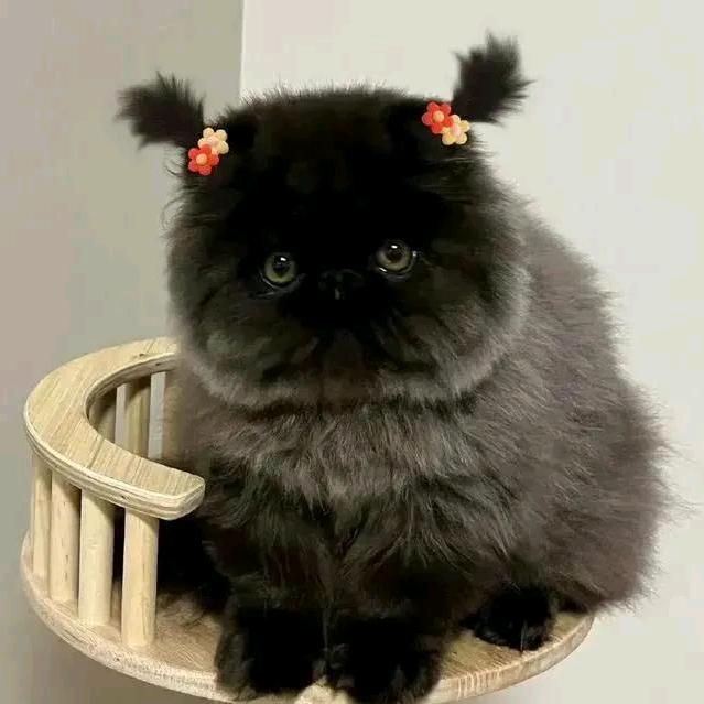 jerry_Su