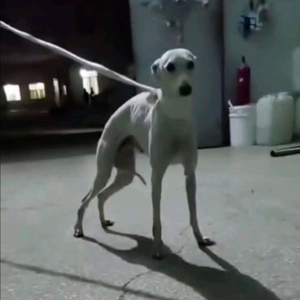 青岛兄弟联盟犬舍（小港）