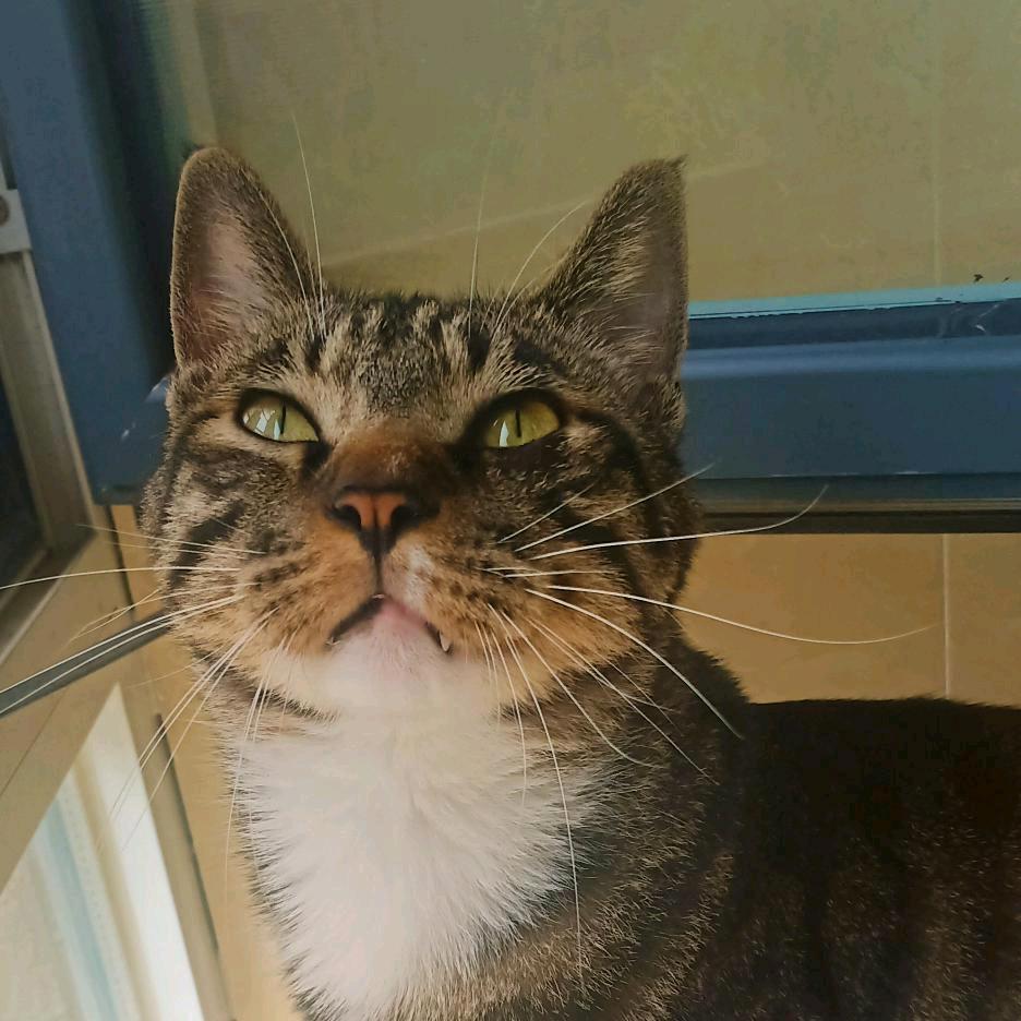 猫大大