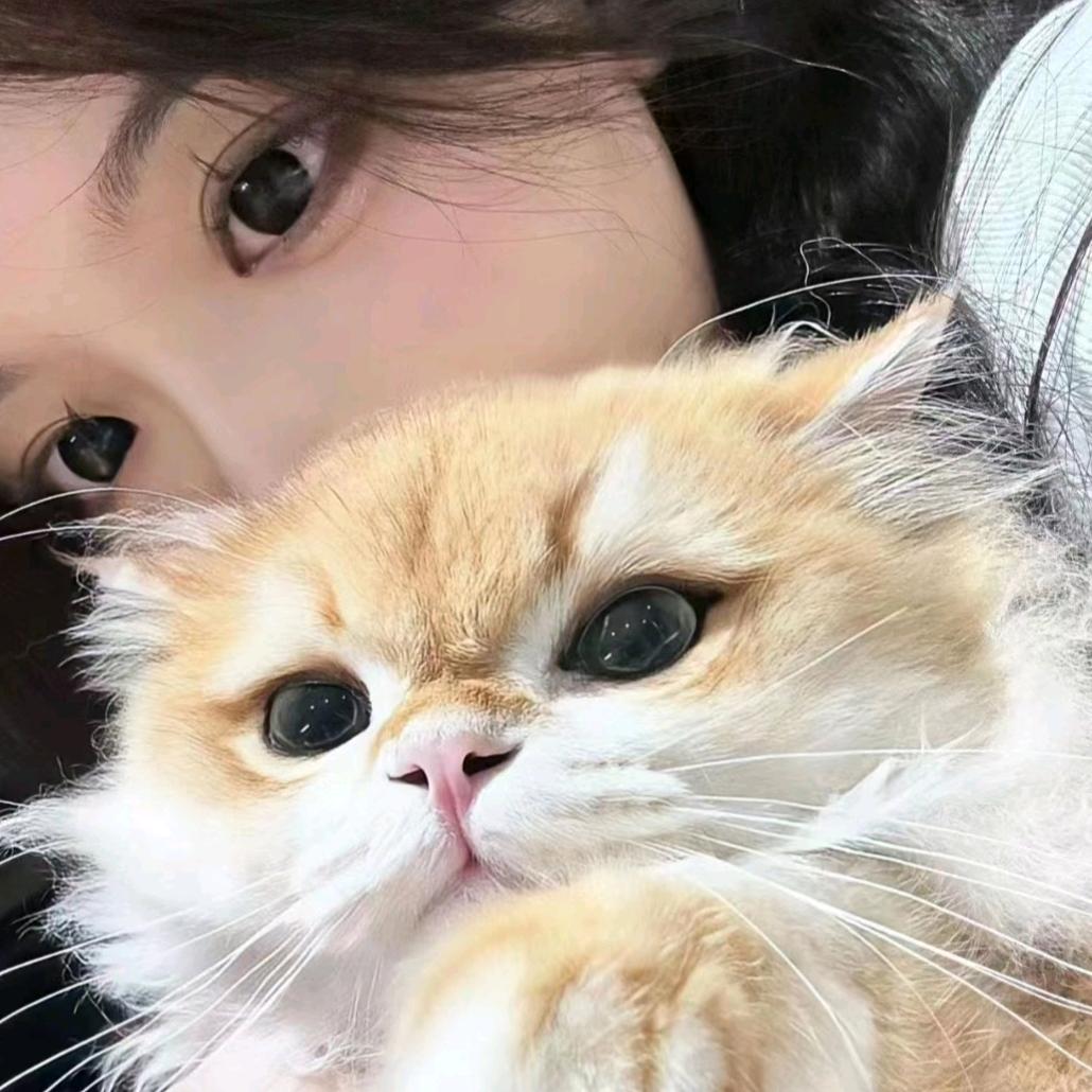 失眠羊羊