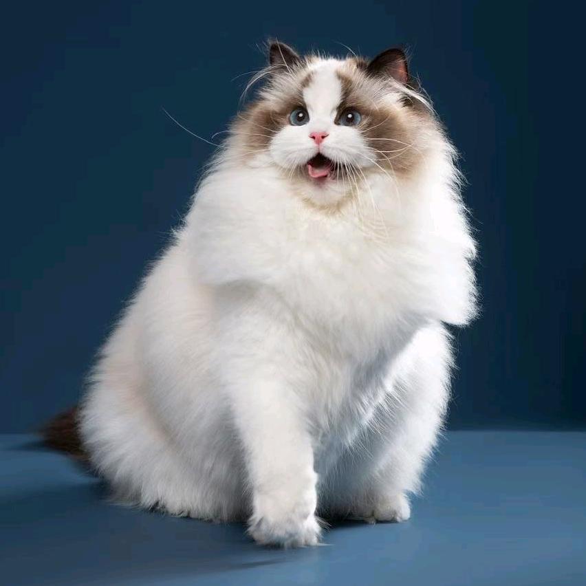 开封阿彩名猫舍