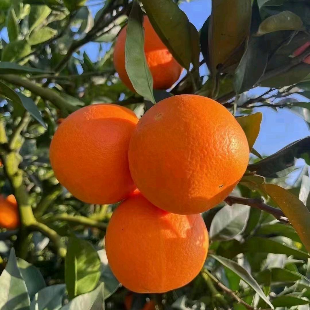 小丽