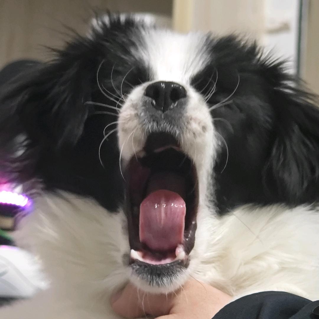 T先生