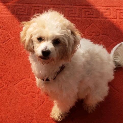 勒布朗，不吃谎