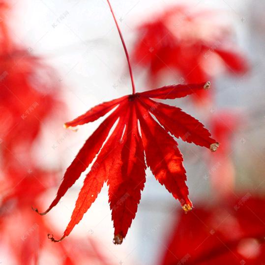 顺其自然🍁
