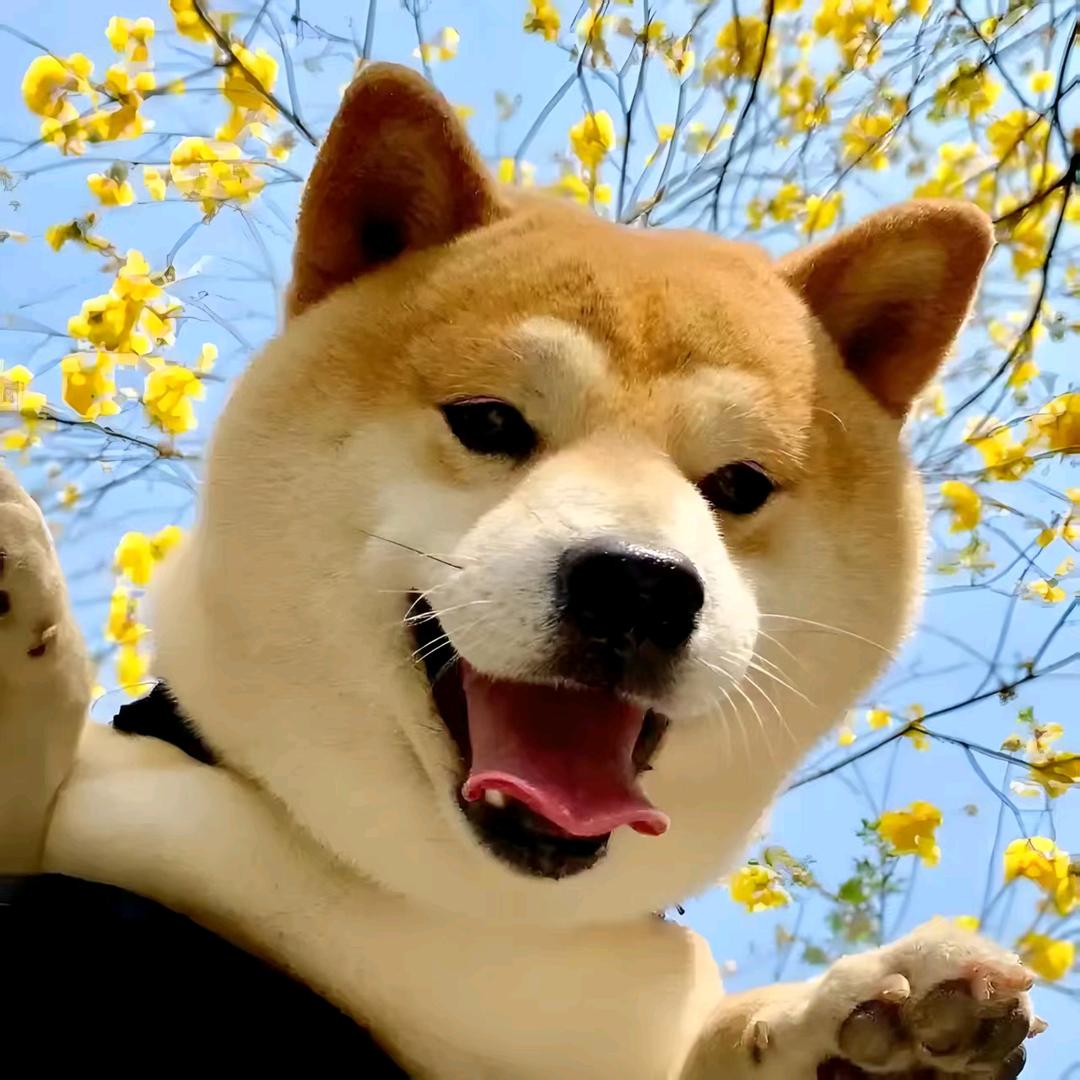 大大小小家豆柴（强哥）