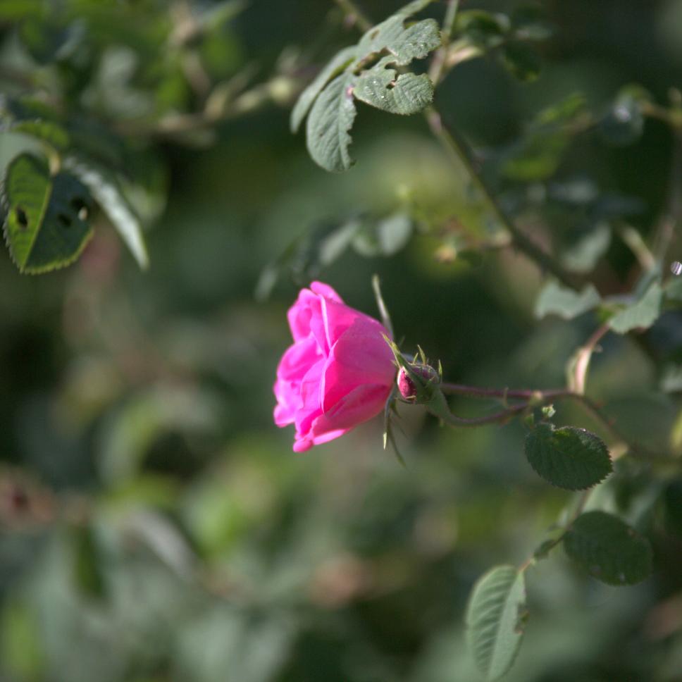 蒋莉