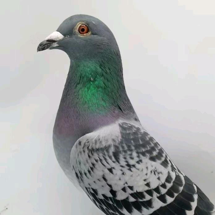 超然鸽舍