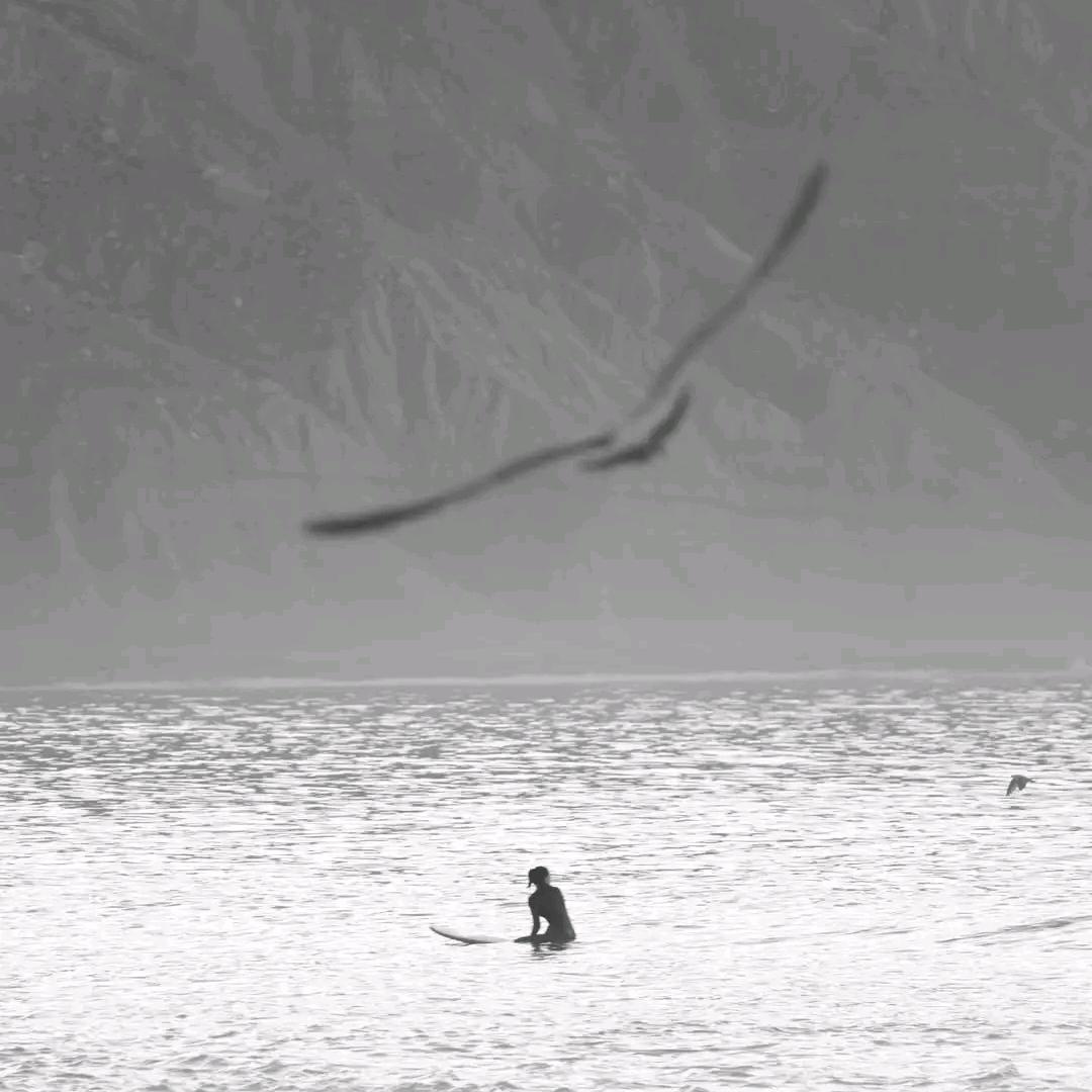半盾虎