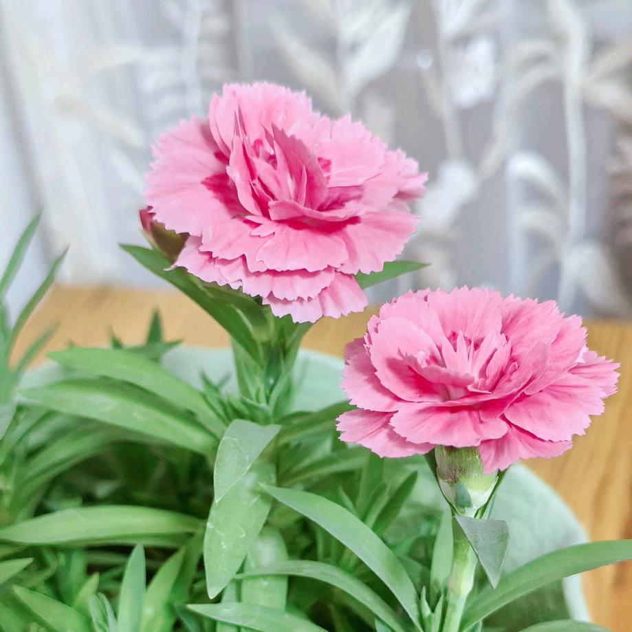 静听花开