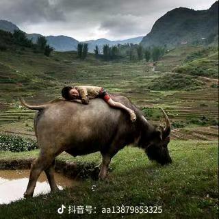 龙头凤尾