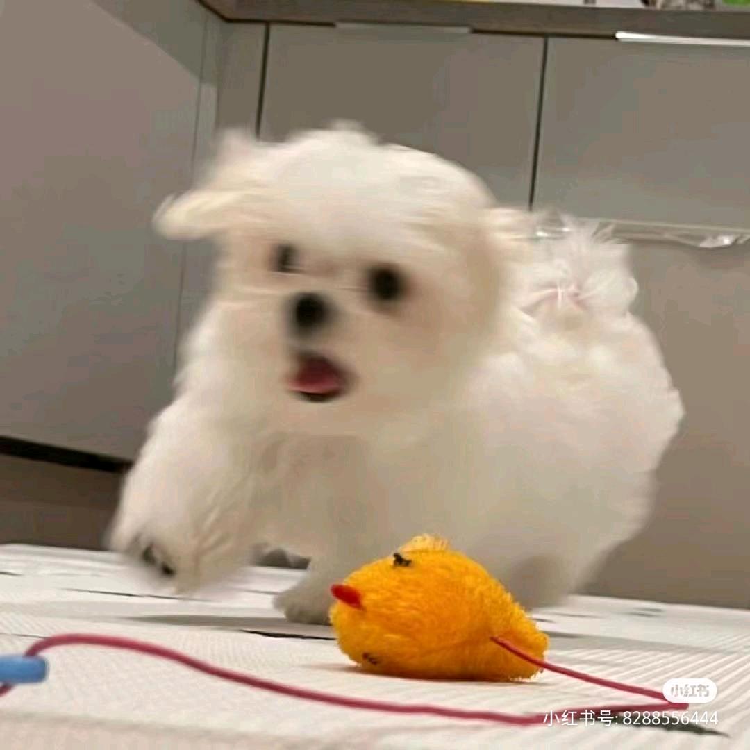 我不是叽里咕噜