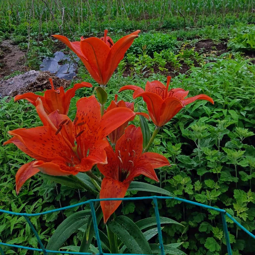 ❤️幸❤️福❤️永❤️久❤️