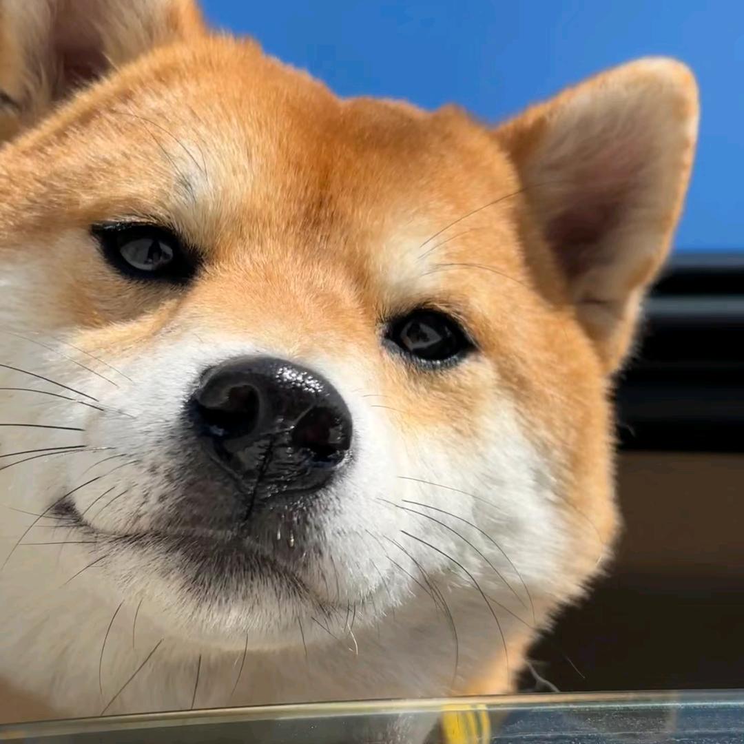 加乐🇨🇳