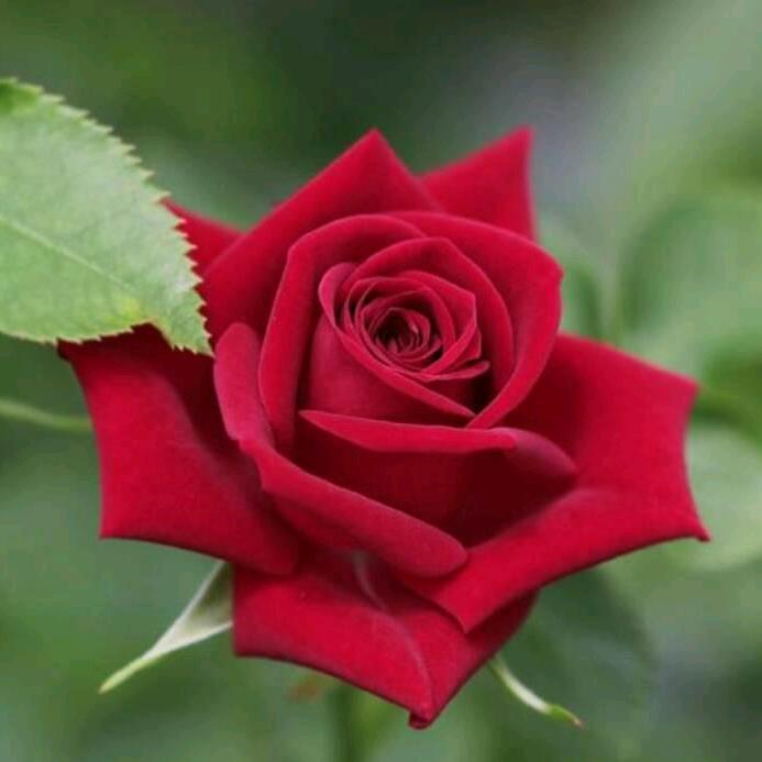 花好月圆.