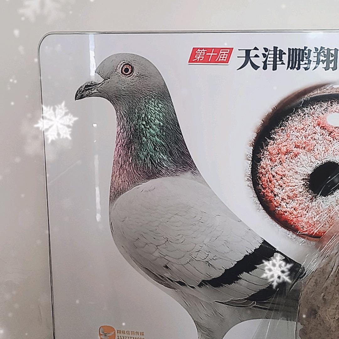 原平赛鸽俱乐部
