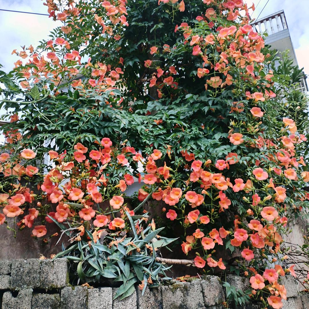 嗯是