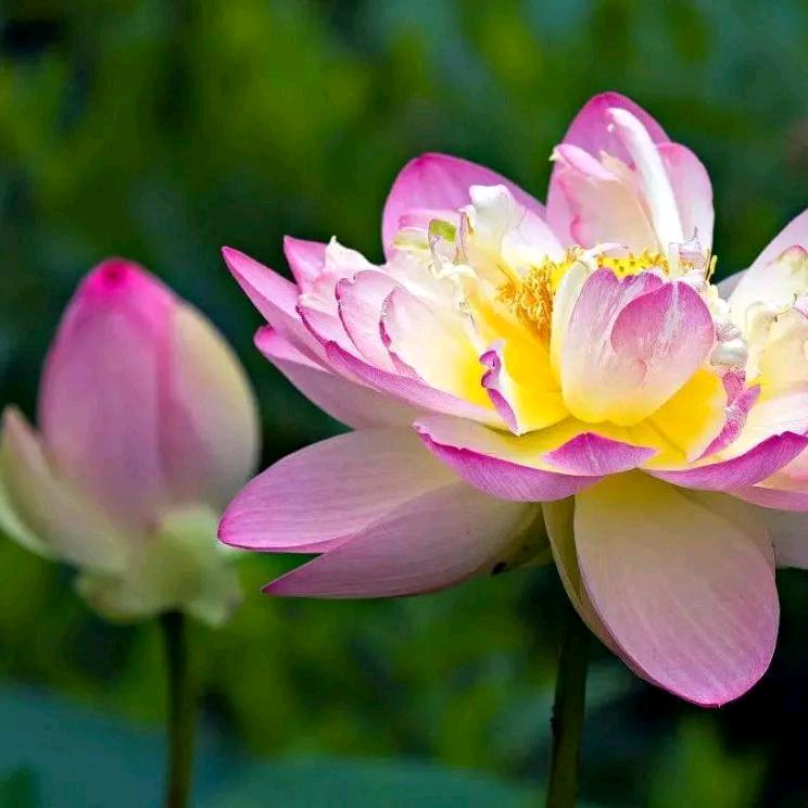 佳易暖-悟心李老师