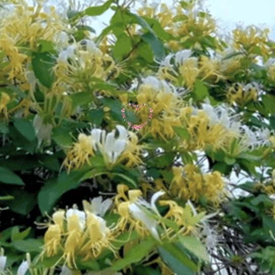 金银花∠※