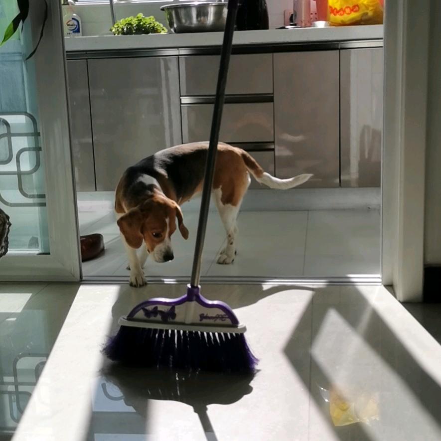 格格巫的蓝精灵