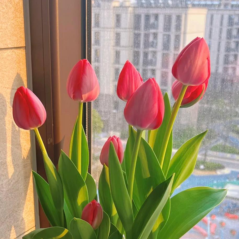 美美优选🌻